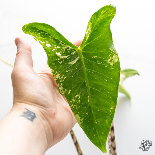Alocasia Zebrina 'Siberian Tiger' Albo Variegated (wk51-UG)