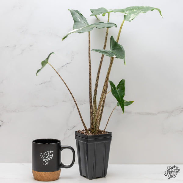 Alocasia Zebrina 'Siberian Tiger' Albo Variegated (wk2-UL) *Corming Size*