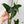Alocasia Zebrina 'Siberian Tiger' Albo Variegated (wk2-UL) *Corming Size*