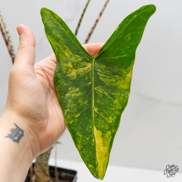 Alocasia Zebrina 'Siberian Tiger' Aurea Variegated (wk2-UN) *Corming Size*