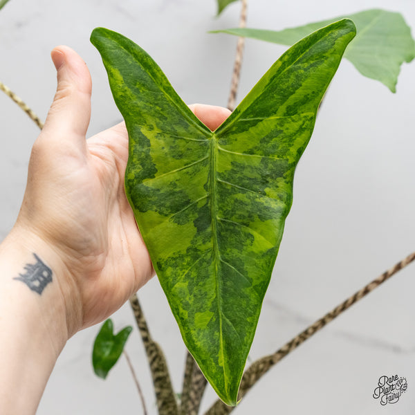 Alocasia Zebrina 'Siberian Tiger' Aurea Variegated (wk2-UN) *Corming Size*