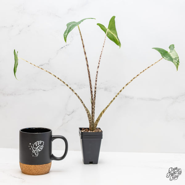 Alocasia Zebrina 'Siberian Tiger' Aurea Variegated (wk4-UM) *Sport*