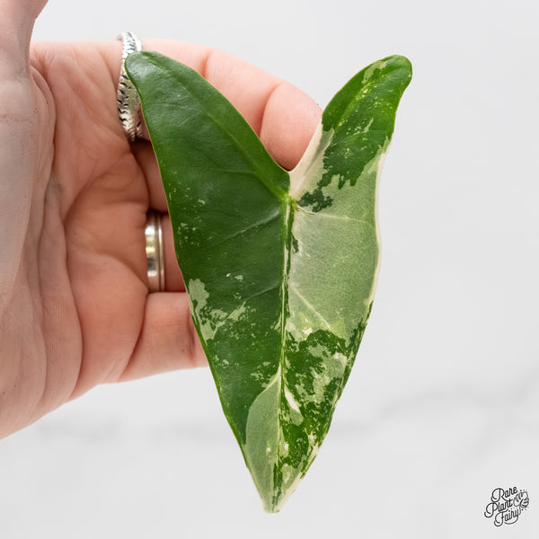 Alocasia Zebrina 'Siberian Tiger' Aurea Variegated (wk4-UM) *Sport*
