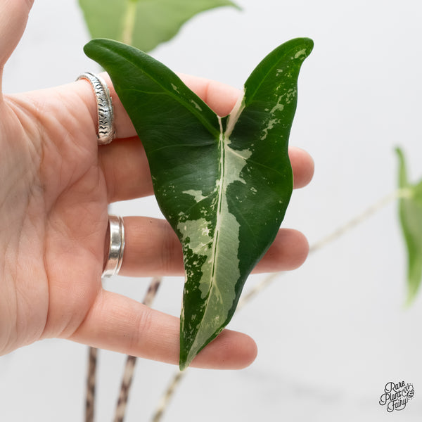 Alocasia Zebrina 'Siberian Tiger' Aurea Variegated (wk4-UM) *Sport*