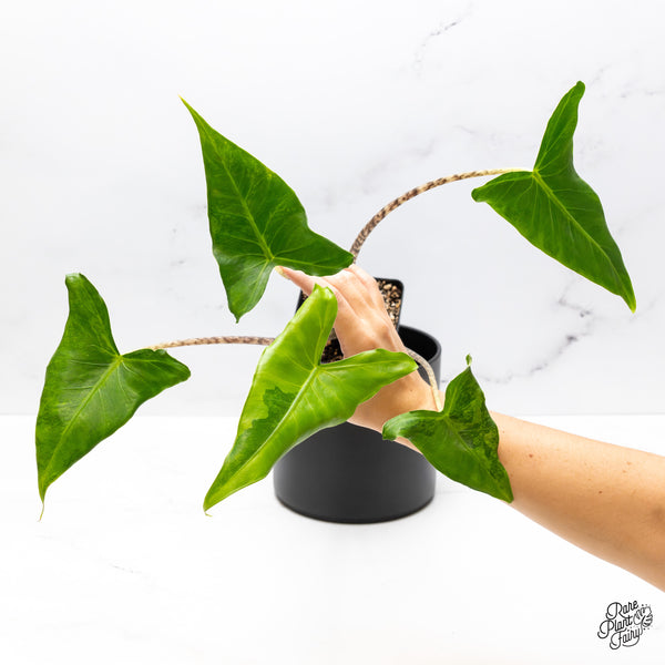 Alocasia Zebrina 'Siberian Tiger' Aurea Variegated (wk43-R)