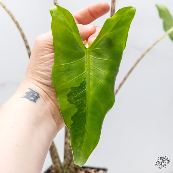 Alocasia Zebrina 'Siberian Tiger' Aurea Variegated (wk43-R)