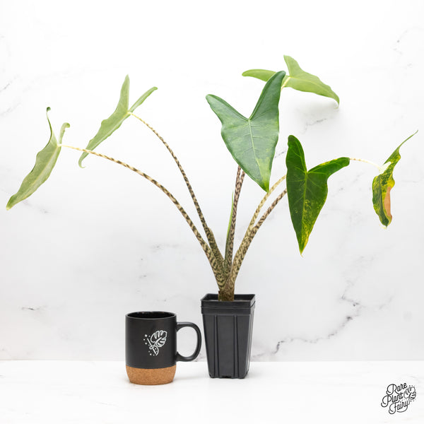 Alocasia Zebrina 'Siberian Tiger' Aurea Variegated (wk46-J)