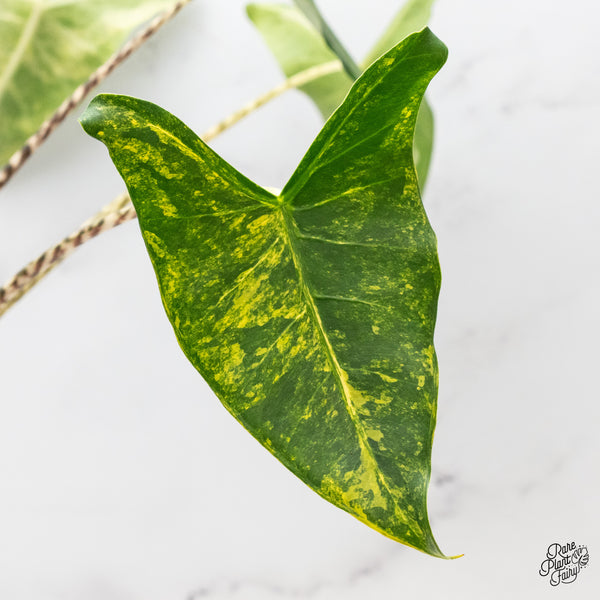 Alocasia Zebrina 'Siberian Tiger' Aurea Variegated (wk46-J)