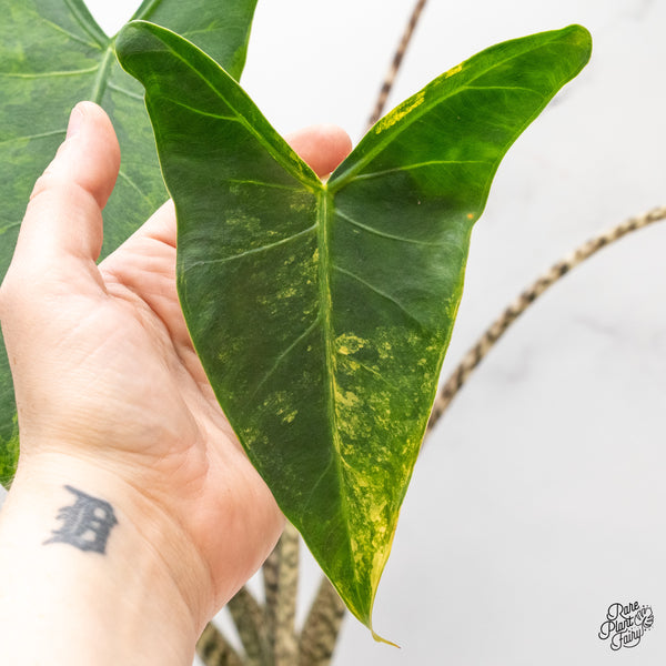 Alocasia Zebrina 'Siberian Tiger' Aurea Variegated (wk46-J)