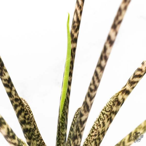 Alocasia Zebrina 'Siberian Tiger' Aurea Variegated (wk46-J)
