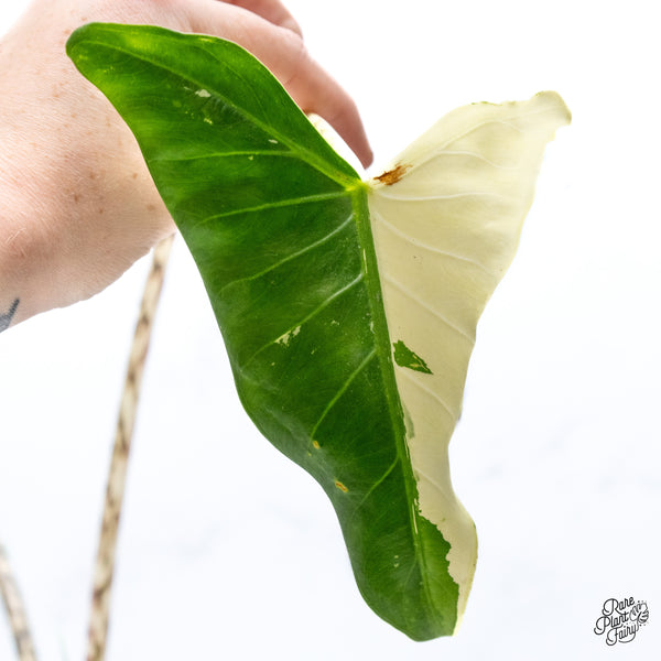 Alocasia Zebrina 'Siberian Tiger' Albo Variegated (wk43-Q)