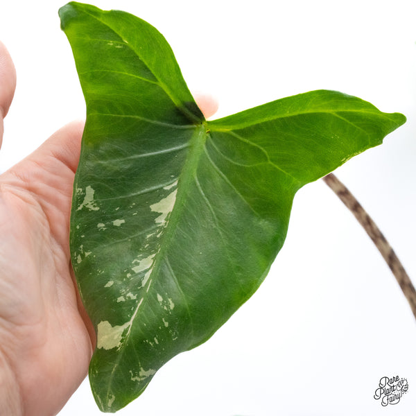 Alocasia Zebrina 'Siberian Tiger' Albo Variegated (wk43-Q)