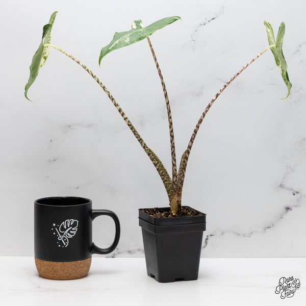Alocasia Zebrina 'Siberian Tiger' Albo Variegated (wk45-I)