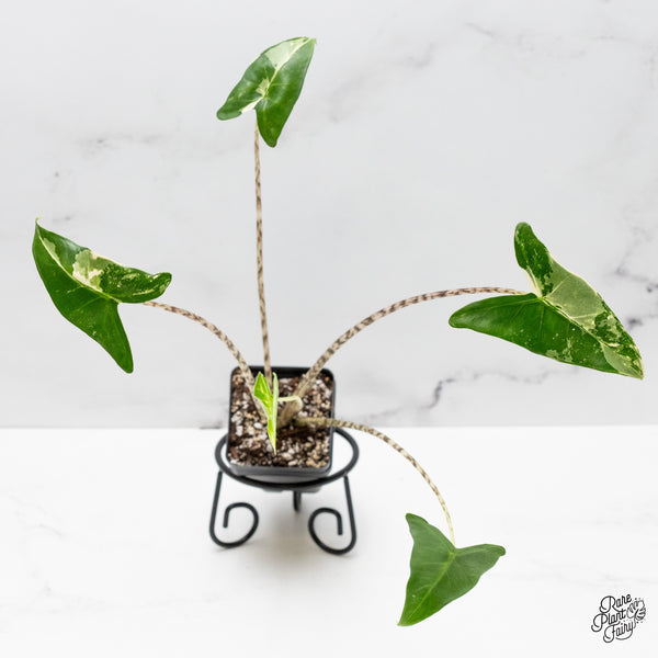 Alocasia Zebrina 'Siberian Tiger' Albo Variegated (wk48-UP)