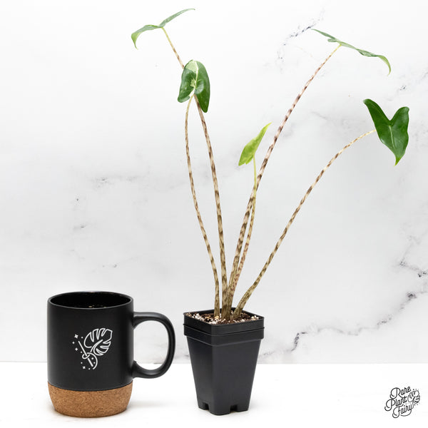 Alocasia Zebrina 'Siberian Tiger' Albo Variegated (wk48-UP)