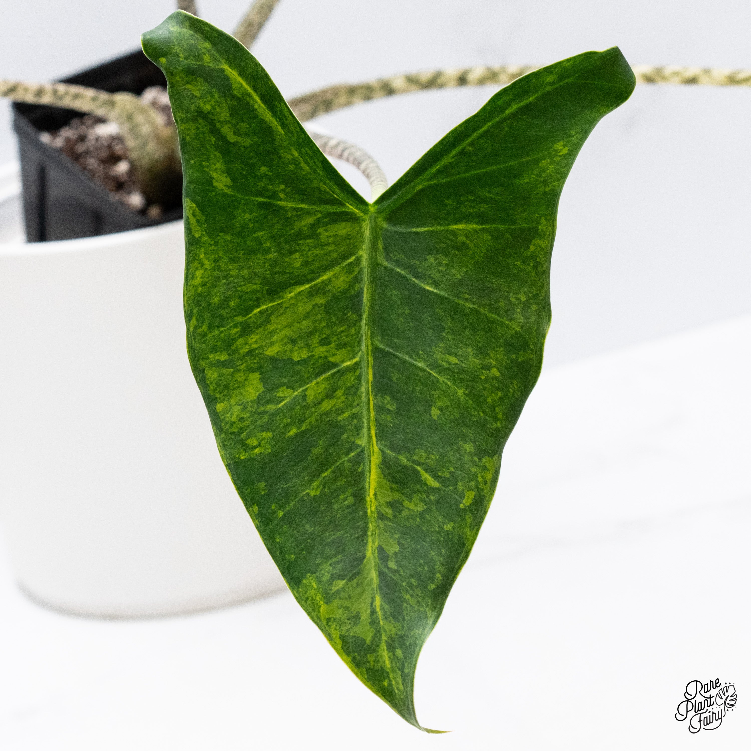 アロカシア・ゼブリナ 斑入り Alocasia Zebrina Aurea 地元の植物屋さんで、この斑入りのアロカシアゼブリナをたった20