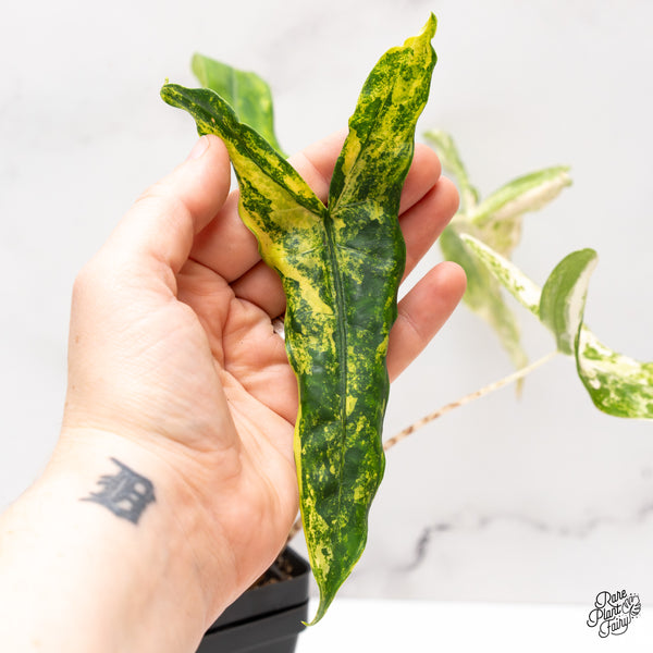 Alocasia Zebrina 'Tigrina Superba' Variegated (wk47-F)