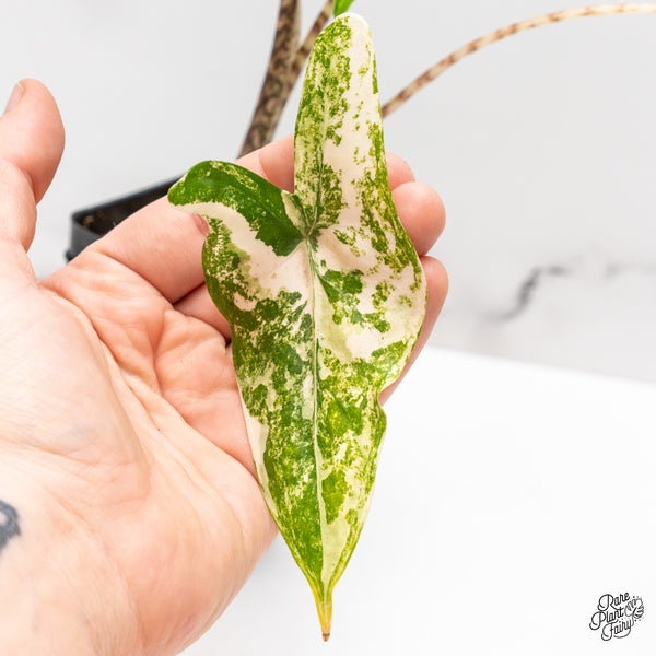 Alocasia Zebrina 'Tigrina Superba' Variegated (wk47-F)