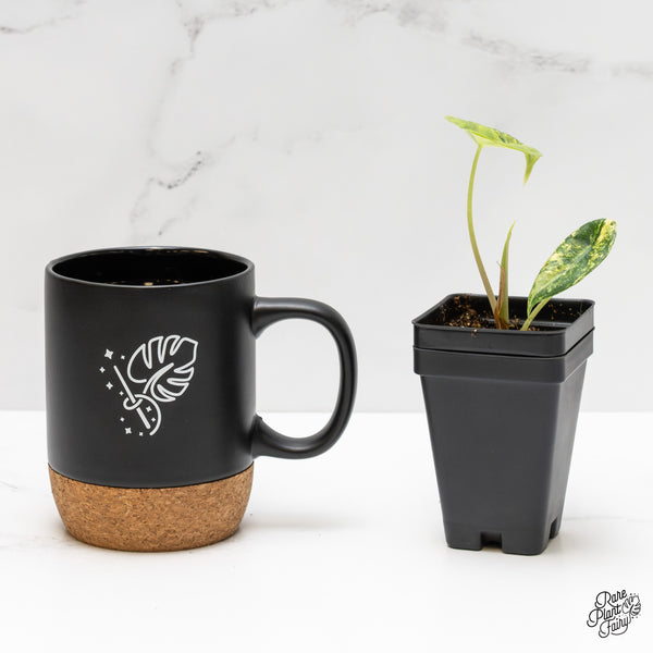 Alocasia 'Venusta' Aurea Variegated (wk52-UP)