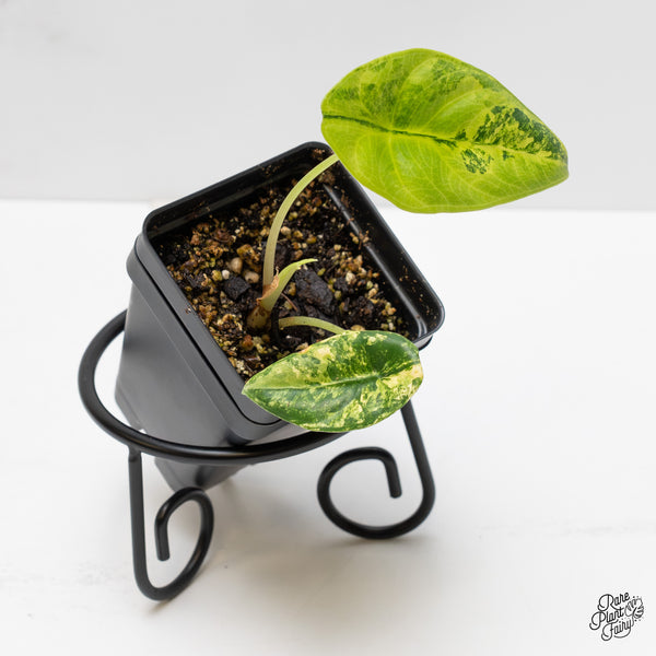 Alocasia 'Venusta' Aurea Variegated (wk52-UP)