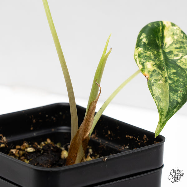 Alocasia 'Venusta' Aurea Variegated (wk52-UP)