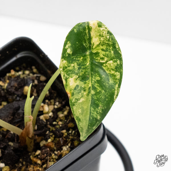 Alocasia 'Venusta' Aurea Variegated (wk52-UP)