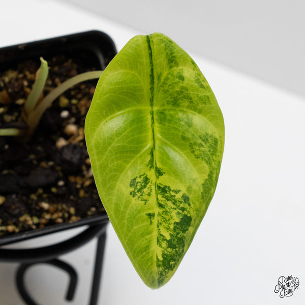 Alocasia 'Venusta' Aurea Variegated (wk52-UP)