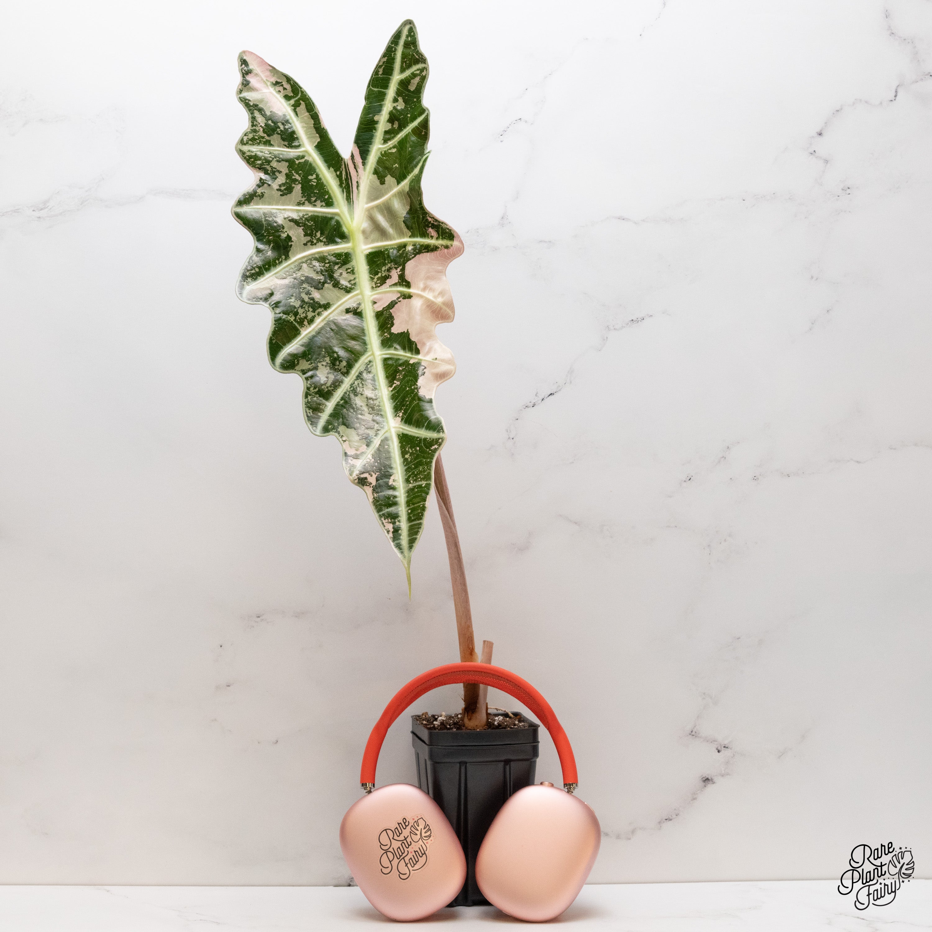 Alocasia Amazonica Pink Variegated US Clone (wk40-X