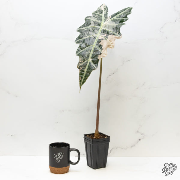 Alocasia 'Amazonica' Pink Variegated - US Clone (wk48-UE) *Corming Size*