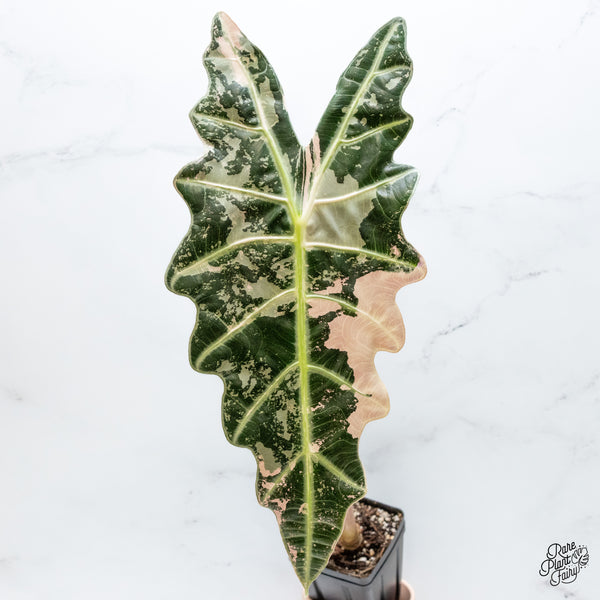 Alocasia 'Amazonica' Pink Variegated - US Clone (wk48-UE) *Corming Size*