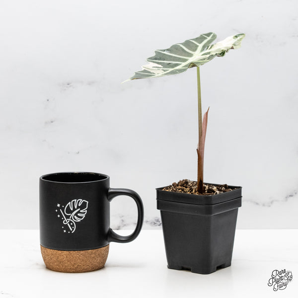 Alocasia 'Amazonica' Pink Variegated - US Clone (wk49-P)