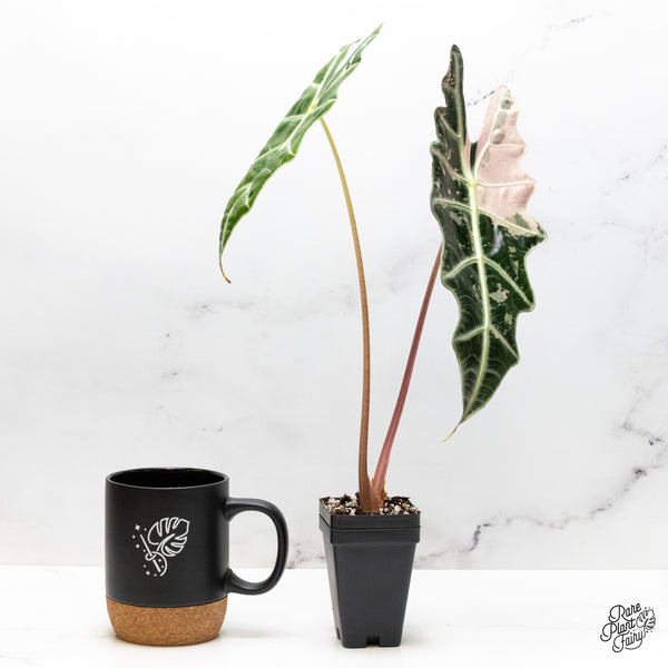 Alocasia 'Amazonica' Pink Variegated - US Clone (wk50-UQ)