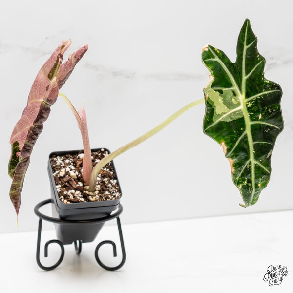 Alocasia 'Amazonica' Pink Variegated US Clone (wk3-E)