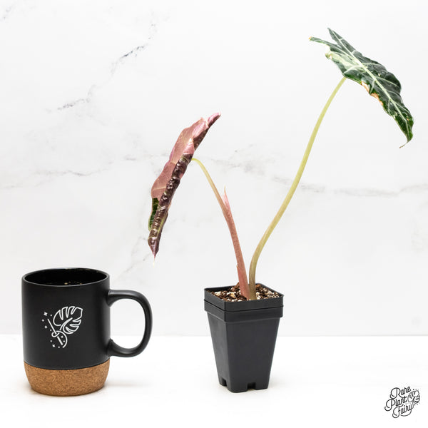 Alocasia 'Amazonica' Pink Variegated US Clone (wk3-E)