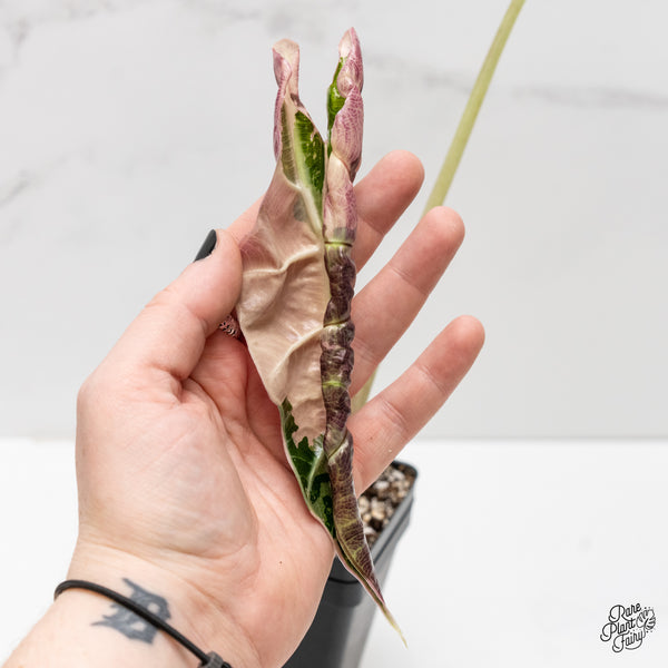 Alocasia 'Amazonica' Pink Variegated US Clone (wk3-E)