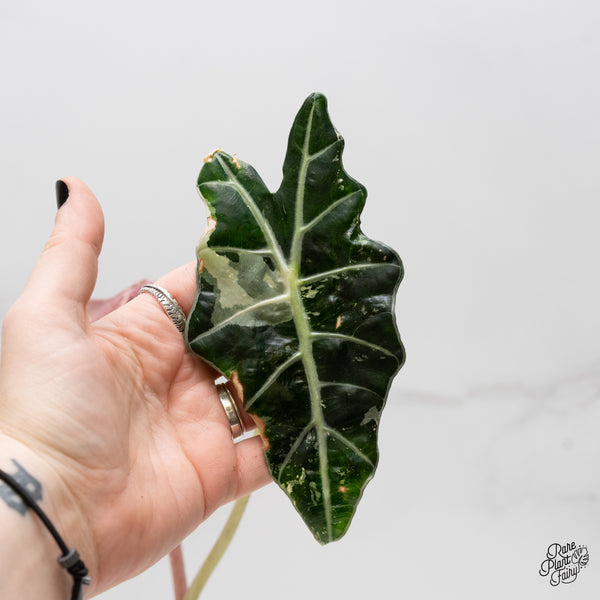 Alocasia 'Amazonica' Pink Variegated US Clone (wk3-E)
