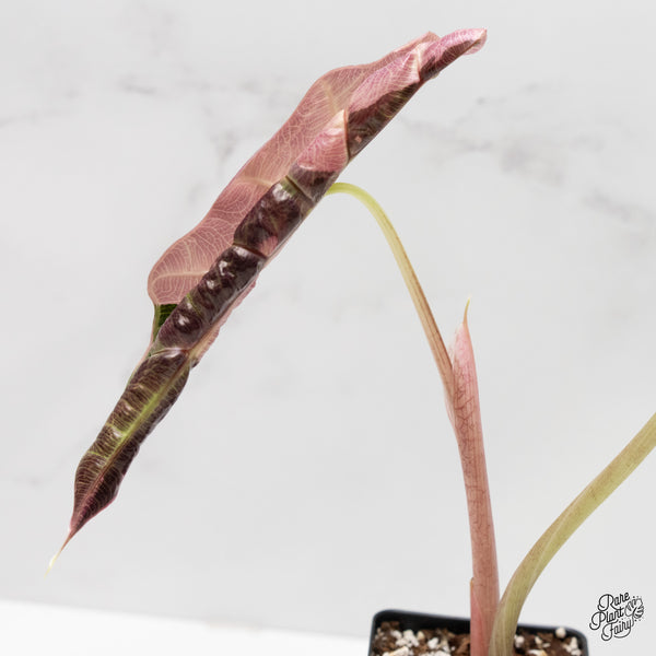 Alocasia 'Amazonica' Pink Variegated US Clone (wk3-E)