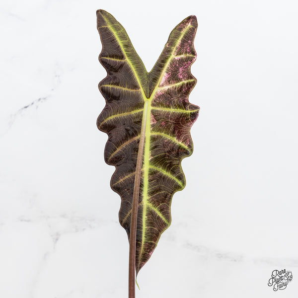 Alocasia 'Amazonica' Pink Variegated US Clone (wk4-S)