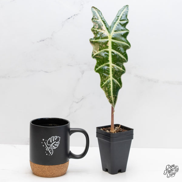 Alocasia 'Amazonica' Pink Variegated US Clone (wk4-S)