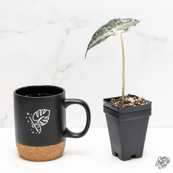 Alocasia 'Amazonica' Pink Variegated US Clone (wk6-Q)