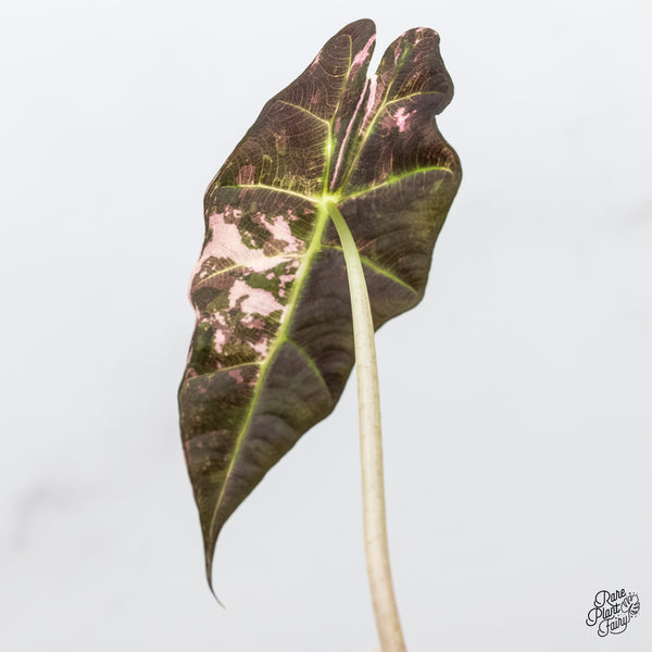 Alocasia 'Amazonica' Pink Variegated US Clone (wk6-Q)