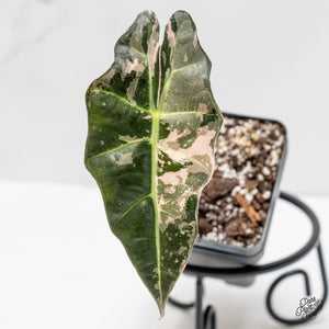 Alocasia 'Amazonica' Pink Variegated US Clone (wk6-Q)
