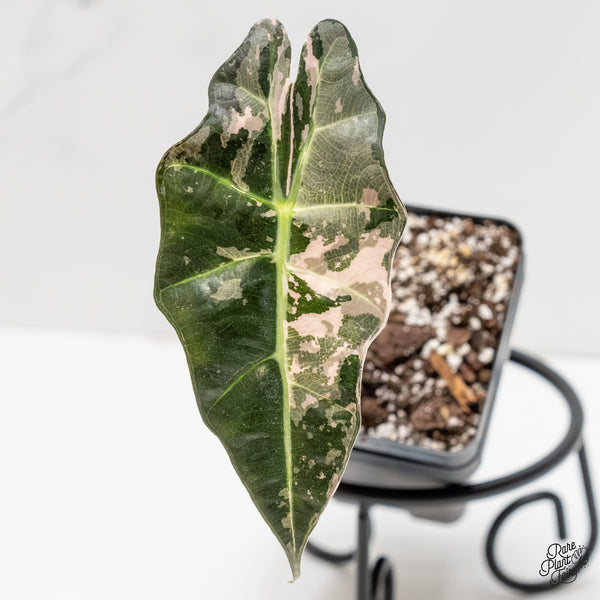Alocasia 'Amazonica' Pink Variegated US Clone (wk6-Q)