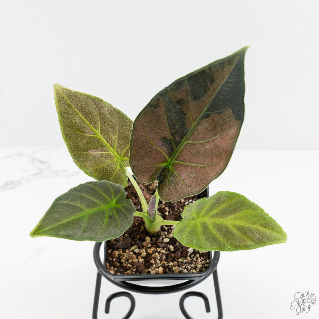 Alocasia 'Antoro Velvet' Variegated (wk18-UC)