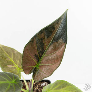 Alocasia 'Antoro Velvet' Variegated (wk18-UC)