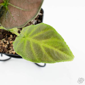 Alocasia 'Antoro Velvet' Variegated (wk18-UC)