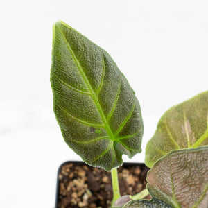 Alocasia 'Antoro Velvet' Variegated (wk18-UC)