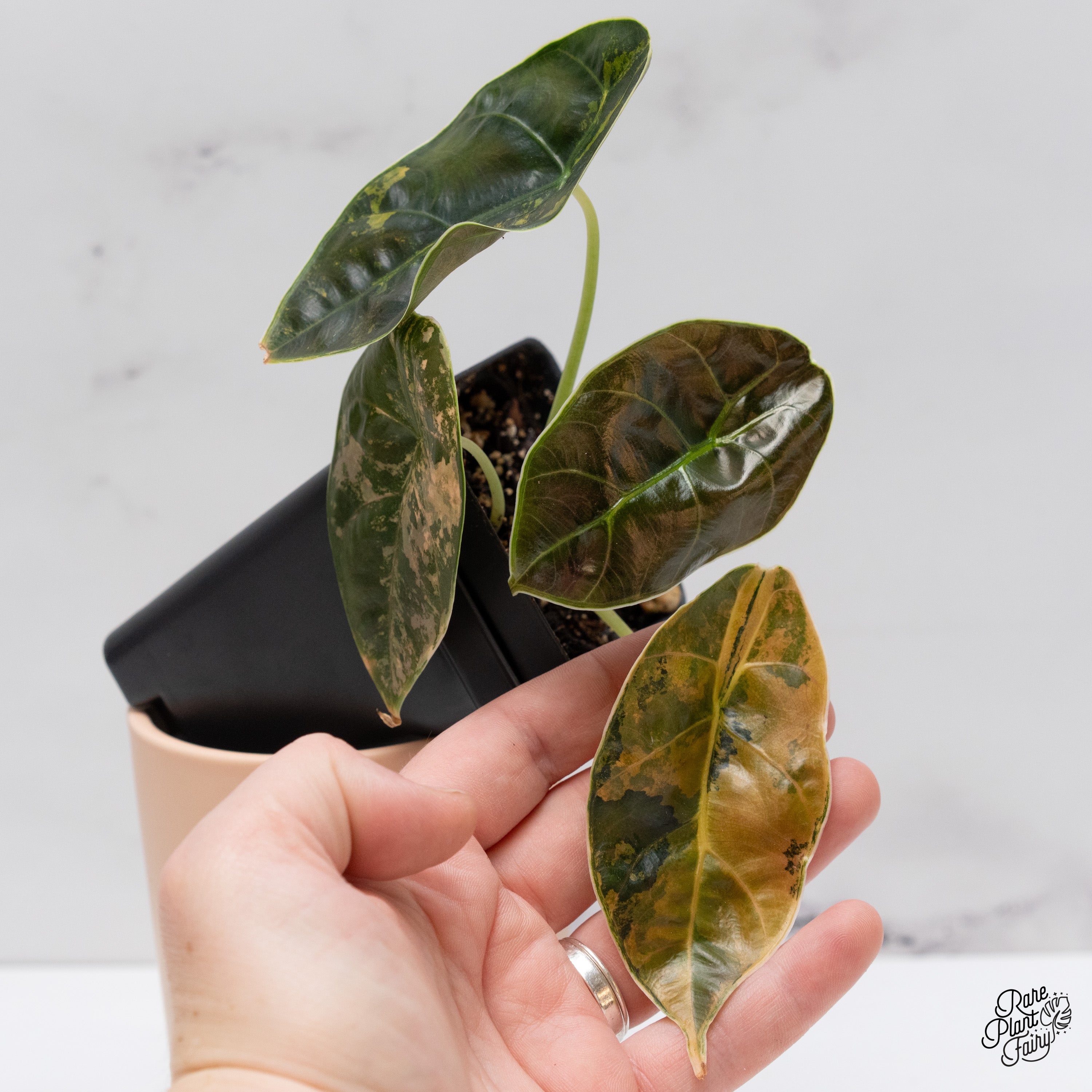 Alocasia Azlanii Aurea Variegated (wk39-I) – Rare Plant Fairy