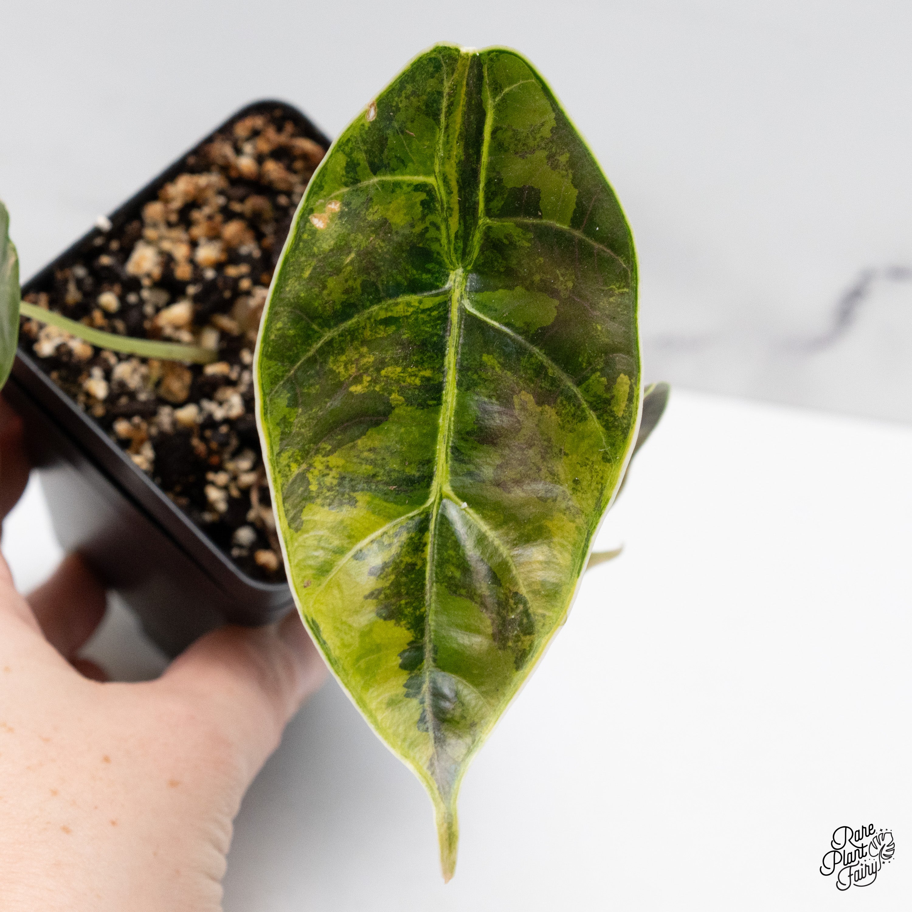 アロカシア”アズラニイ斑入り”Alocasia “azlanii aurea ” Alocasia Azlanii Aurea Variegated (wk40-L) – Rare Plant Fairy