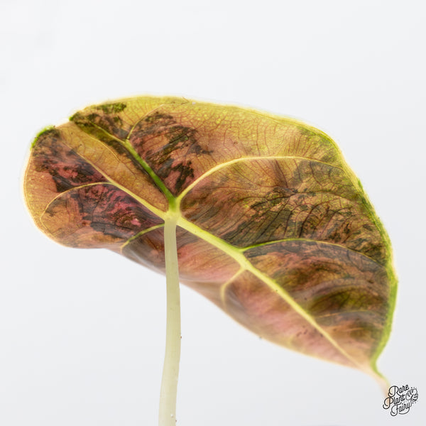 Alocasia Azlanii Aurea Variegated (wk45-K)